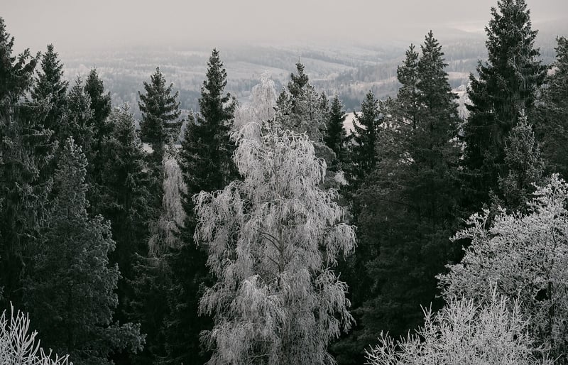Evergreen Elegance