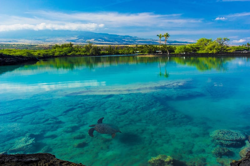 Pond Paradises